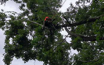 Tree removal services